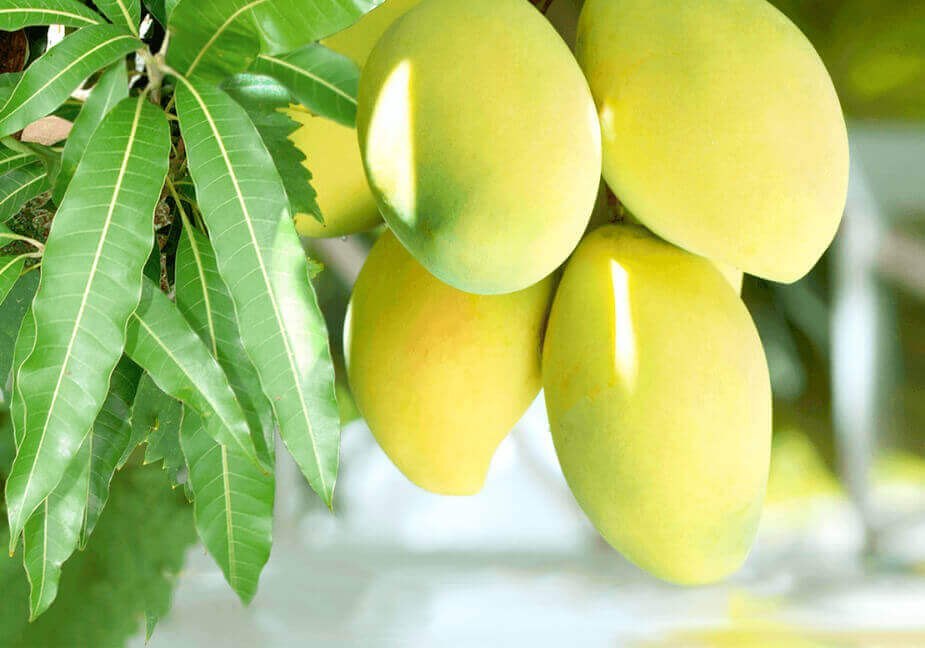 Gir Kesar Mango – The Pride of Gujarat Image